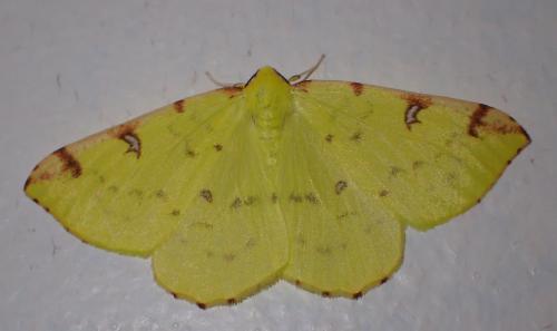 Opisthograptis luteolata